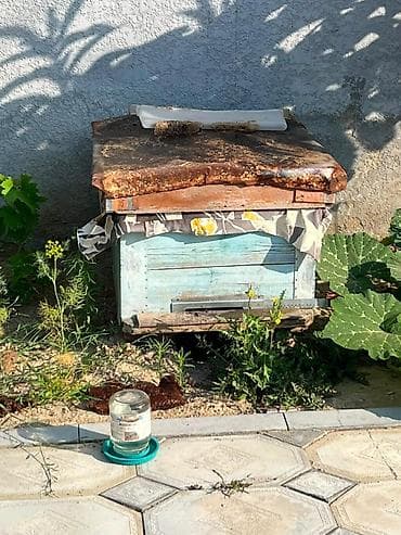 azadlig: Kecen ilin arisidir saglam ailedir Unvan Abseron rayonu Fatmayi — 1