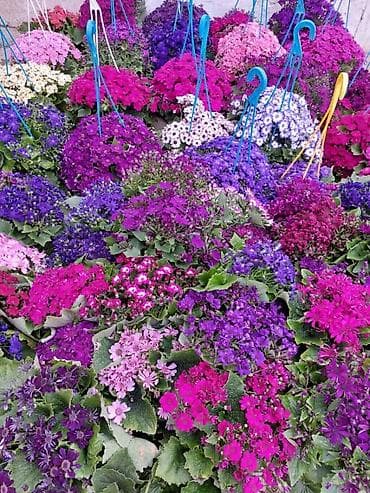 gul adlari: 🌹Senaria gülü topdan ve perakende satışı. 💳SAY çox olsa endirim — 2