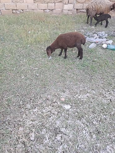 ereb kecisi: Qala qoyunu cavan heyvandi ekiz balasi var erkey disi — 5