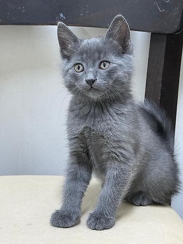 Кошки: Шотладская вислоухая — 9