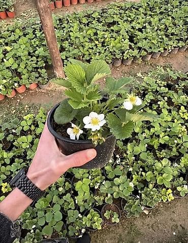 yolka satisi: Çiyələk ştilləri satılır. Viktoriya sortudur. Qiyməti 2.50 azn Ünvan — 1