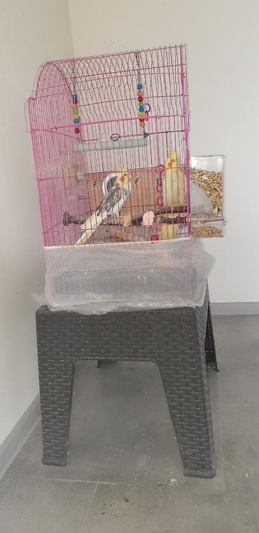 hazır yuva: Təcili korella tutuquşular satılır 🦜 Dişi və erkək korella — qohum — 3