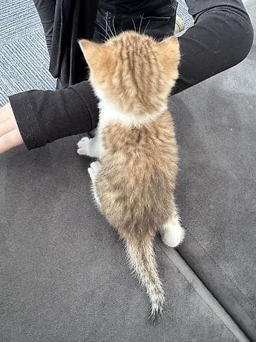 Balıqlar: Dişi — 5