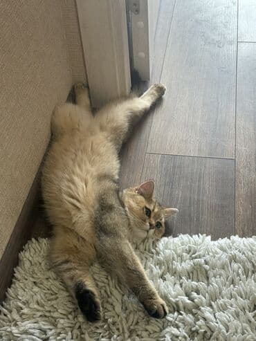 кошка в добрые руки: Золотая шиншилла, Самка — 3