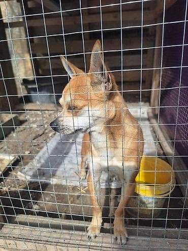 itlərin sekisi: Çixuahua, 2 ay, Erkek, Peyvəndli, Ünvandan götürmə — 4