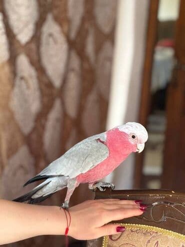 Quşlar: Kakadu Tutuqusu (Papuqay) Kakadu cinsine aid olan erkek tutuqusu — 3