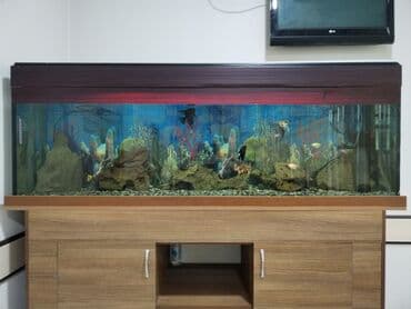 аквариум без рыб: Dördbucaq akvarium, Boş, 500 l, Ünvandan götürmə — 4