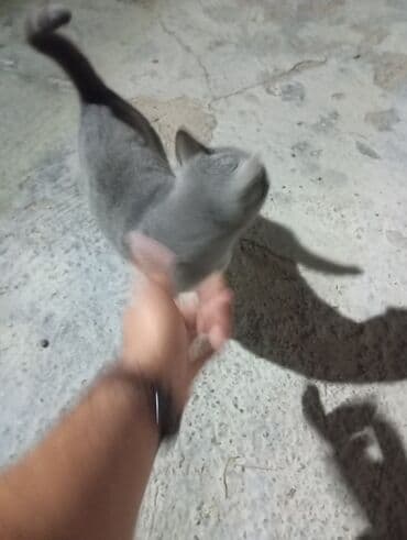 русская голубая кошка цена: Rus mavi, Yaxşı əllərə — 3