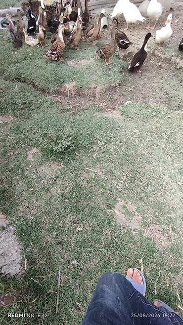 karella qus: Digər quşlar — 1
