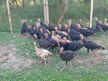 cex quslar: Məhsul: Hind quşları (türklər) Təsvir: - Təbii şəraitdə, geniş — 1