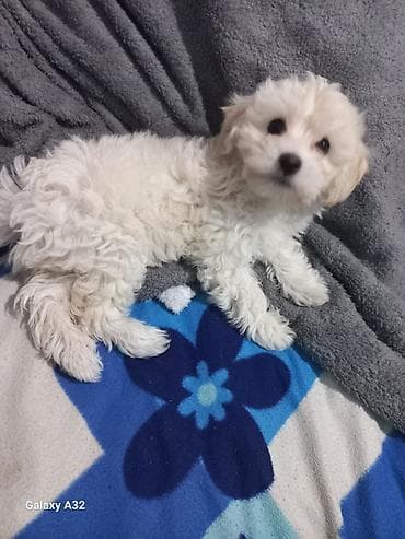 ağ haski: Pudel, 2 ay, Erkek, Pulsuz çatdırılma — 1