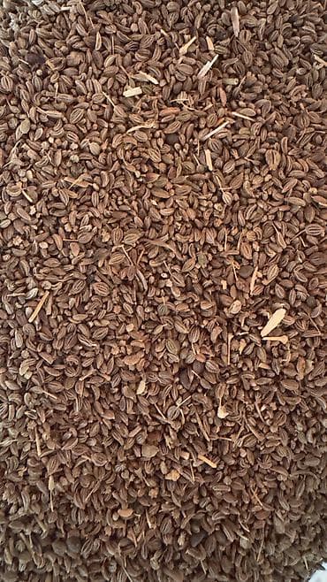 zire bitkisi: ✨ 4 Mövsüm ✨ 🌱 Artıq evinizdə və bağçanızda təbii, dərmansız və — 8