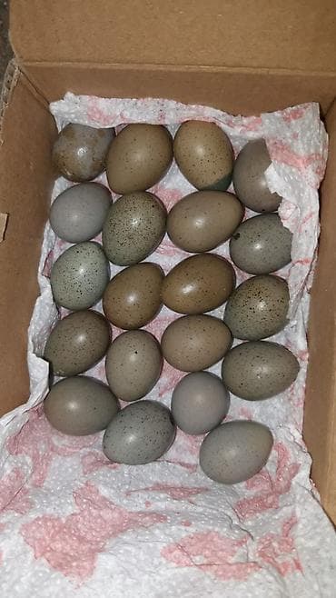 Mayalı çin bildirçin yumurtası 60qəpiyden.ve tek xoruzlari bir edetı