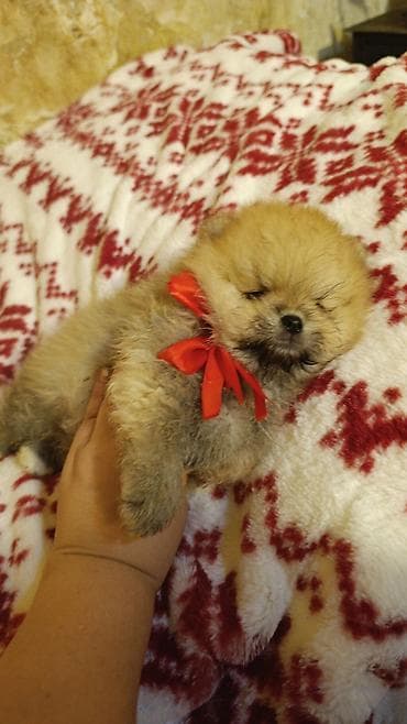 shih tzu stenci: Şpitz — 4