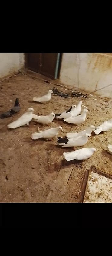 spic: Təmiz sağlam heyvanlardi əsl damazlıq vatçap aktivdir — 4