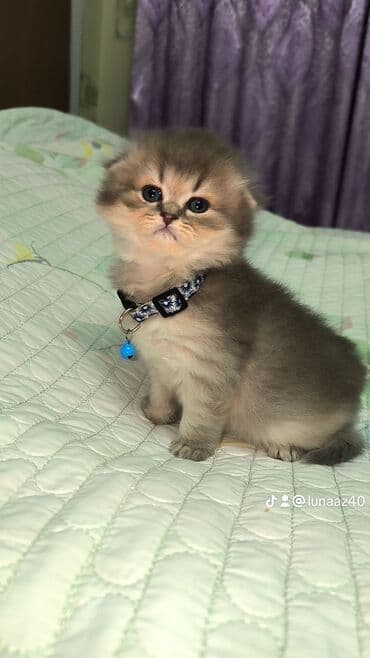 pitbul balaları: Erkək — 5