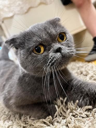 İtlər: Şotland, Yaxşı əllərə — 2