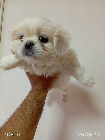 spitz it: Pekines — 2