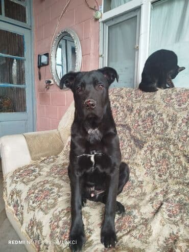 kaski itleri: Kane-Korso, 5 ay, Erkek, Ünvandan götürmə — 1