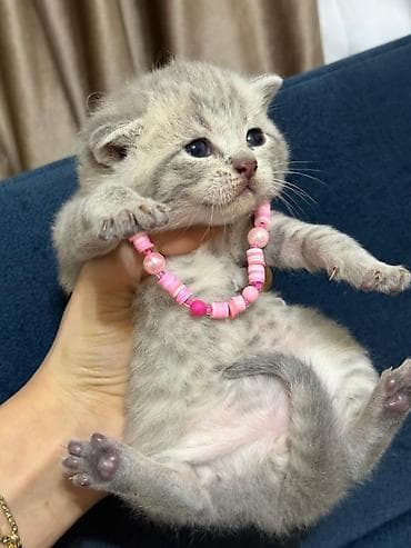 ağ pişiy: 100 ile 500 arasi cins saf qan saqlam pisiklerimiz var sekilde olmayan — 8