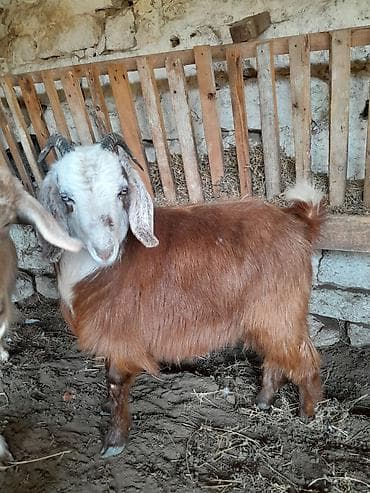 Gəmiricilər: Dişi, Hələb, il: 1, 35 kq, Damazlıq — 3