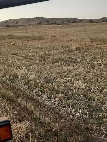 Saman balyaları – xırda (düzbucaqlı) balya - Məzmun: biçindən sonra