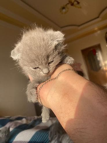 K/t heyvanları və malları: Boz tüklü balaca pişik balaları - Cins: boz, qısa tüklü (monoxrom — 7