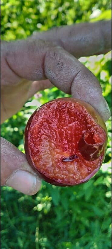 ağaç satışı: Meyvə və dekorativ ağac tingləri Təsvir: - Tərtər rayonu ərazisində — 4