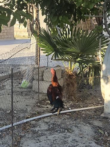 K/t heyvanları və malları: Toyuq, Damazlıq — 8