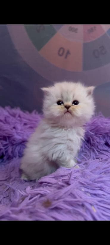 Ragdol British cins bebelerimiz satılır 3dene ağ erkekdi- qara olan