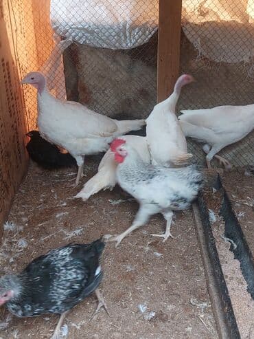 Gəmiricilər: Satilir 1kg 18azn — 1