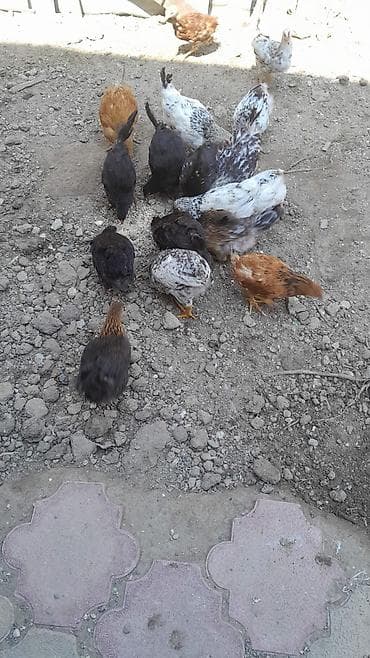 cuce: 3 aylig sağlam becelerdi . öz heyetimin heyvanlaridi — 2