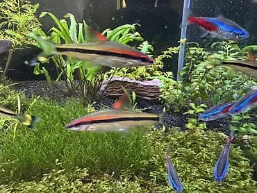 akvarium bitkisi: DENİSONİLƏR 4 ədəddir. Sürü balığı olduğu üçün hamısını birgə satıram — 1