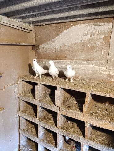 3 dene quşdu qiymət birinə ayıdi qusdar goz qabaqinda saglam qusdardi