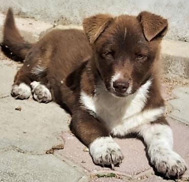 çin aslanı: Erkek — 1