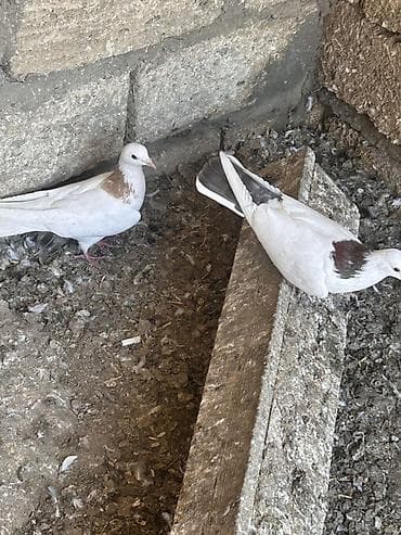 goyercin taklalar: Saglam heyvanlar hecbir problemi yoxdu cüt deyiller qirmizi boyun — 4