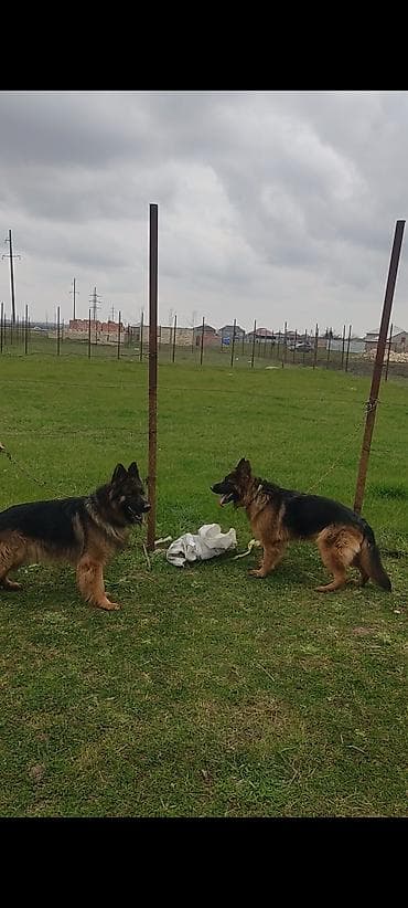 en boyuk itler: Alman çoban iti, Erkek — 2