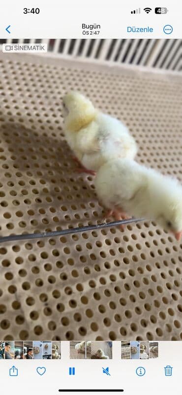 kend çolpaları: Roos 308 — 2