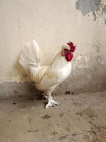 kəkilli toyuq: Toyuq, Damazlıq, Ödənişli çatdırılma — 1