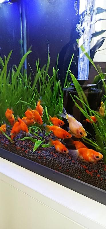 akvarium sifarisi: Qızıl balıq, Sülhsevər — 8