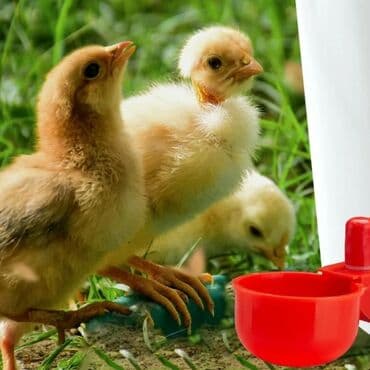 cucə yem qabı: Yem qabı, Yem üçün, Quşlar üçün, Rayonlara çatdırılma, Ünvandan götürmə — 2