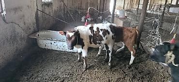 Dana, buzov, Dişi, Simental, ay: 1, 80 kq, Ünvandan götürmə