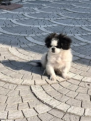 sabuncu heyvan bazari: Pekines, 4 ay, Erkek, Peyvəndli — 1