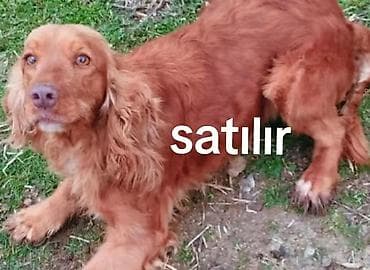 Koker spaniyel, Dişi, Ödənişli çatdırılma lalafo.az -da Koker spaniyel, Dişi, Ödənişli çatdırılma