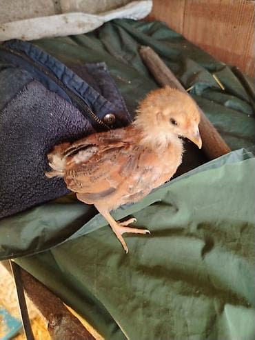 azərbaycan whatsapp qrupları: 1aylıq kənt cucələri cıxdı satışa xacmazdadı reyal adam zakaz verə — 2