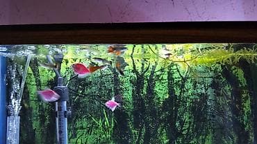 akvar: Salam glofish və guppiler satılır qiymət 1 AZN guppilərin artımda — 5