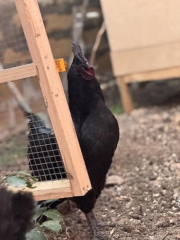 Akvariumlar: Orjinal qan.Ayam cemani Ailəsi satılır.2xoruz 8fərədir.Ən az 1+4 kmi — 2