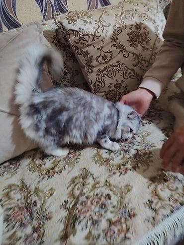 scotland pisikler: Tabbi — 5