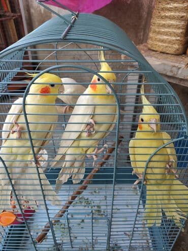 dovşan qəfəsi: Qəfəslər quşlar — 3