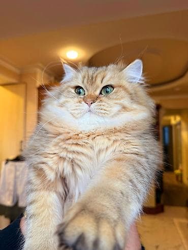 pisiylər: Britan — 7